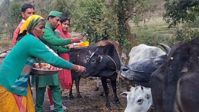 Baldi Bagwal is celebrated on the first day of Diwali Mahalakshmi puja what is Baldi Bagwal read full news