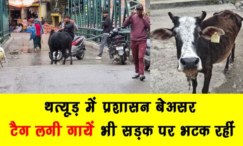 Administration ineffective in Thatyud – tagged cows are also wandering on the road